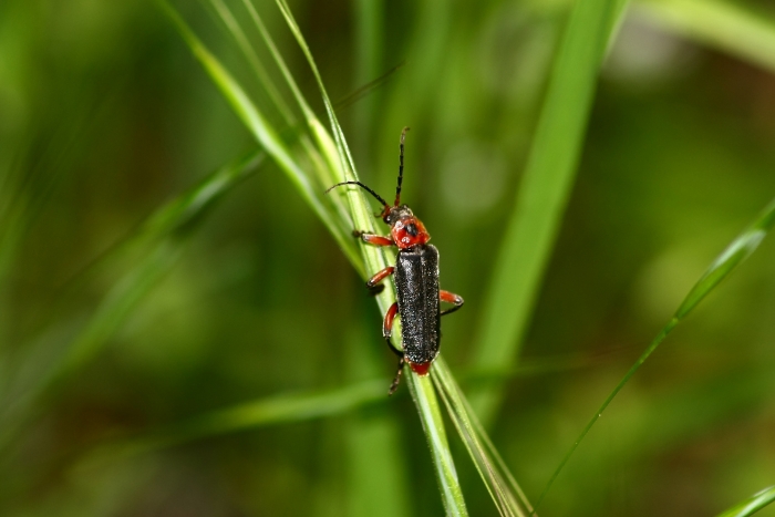 Cantharis fusca? No. Cantharis rustica